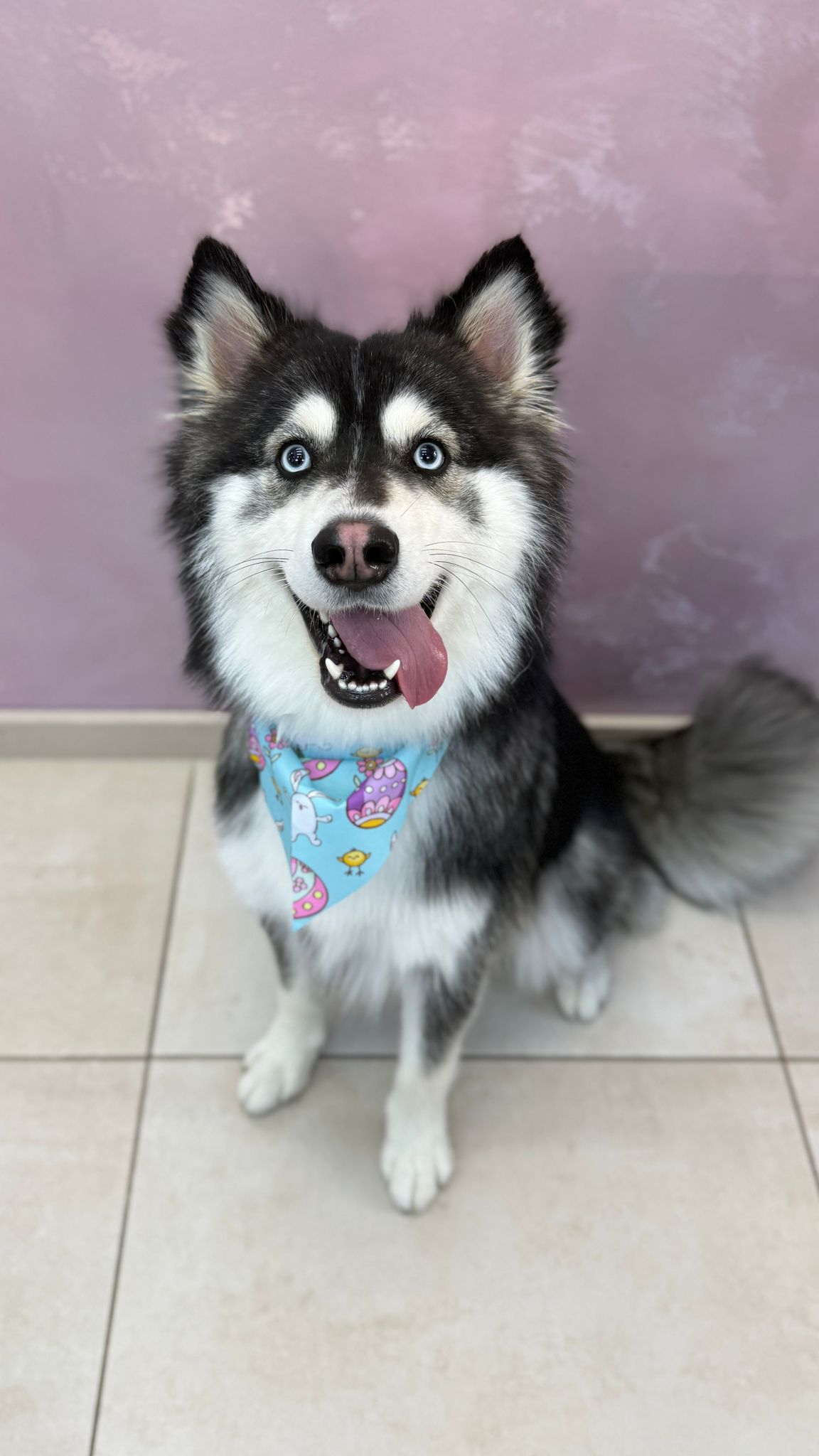 Hond met zwart-witte vacht en een gekleurde halsdoek