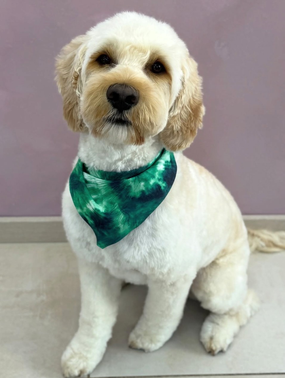 Teddy met een verzorgde lichte vacht en groene halsdoek