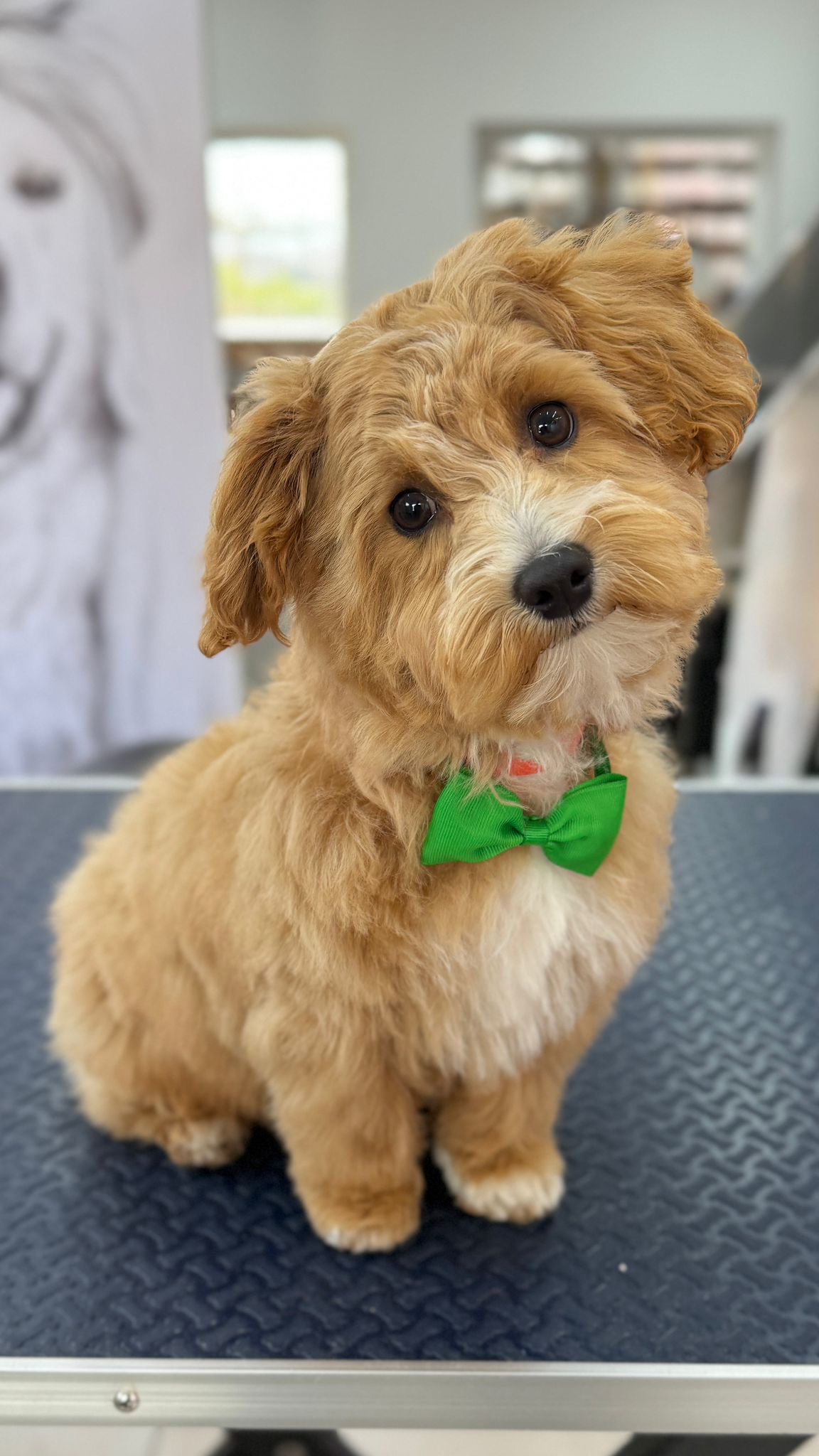 Bruine hond met een groene strik op de trimtafel
