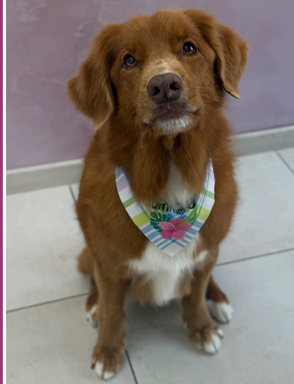 Bruine hond met een groene geruite halsdoek